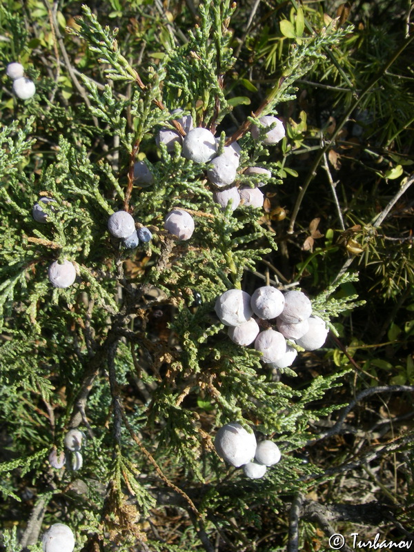 Image of Juniperus excelsa specimen.