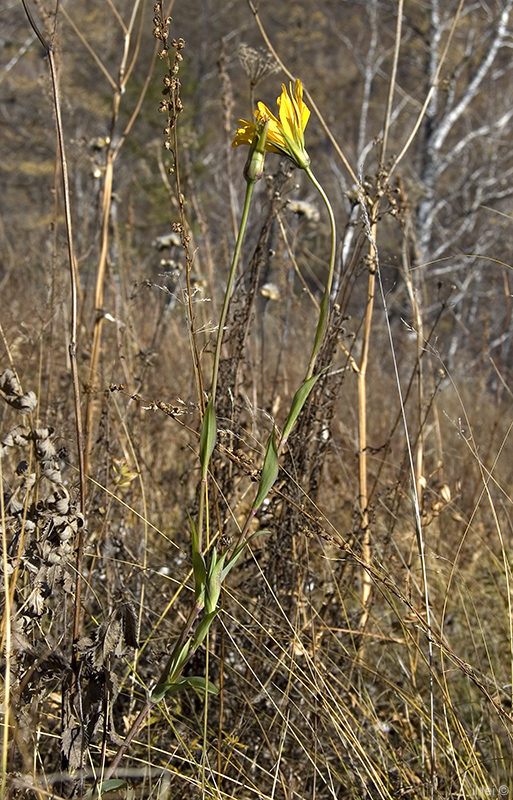 Изображение особи Tragopogon orientalis.