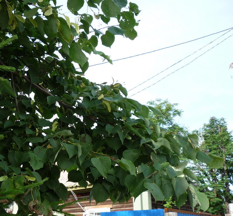 Image of Tilia cordata specimen.