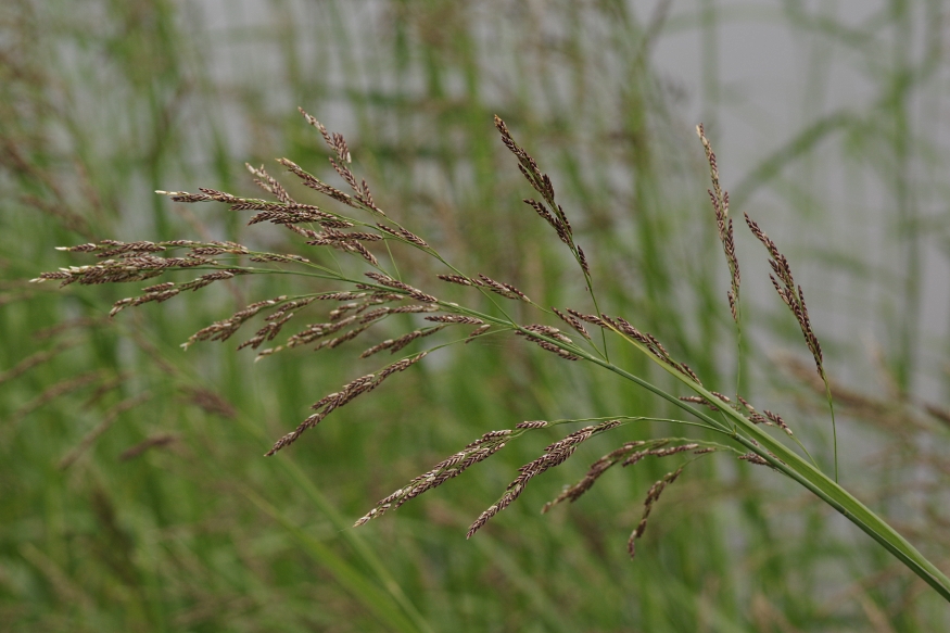 Image of Glyceria maxima specimen.