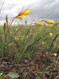 Tulipa scythica