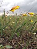 Tulipa scythica. Цветущие растения. Западный Крым, степь на южном берегу озера Донузлав. 20 апреля 2015 г.