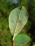 Image of taxon representative. Author is Геннадий Окатов