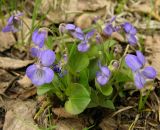 Viola rupestris. Цветущее растение. Угамский хребет, Сайрам-Угамский парк. 28.04.2006.