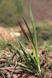 Carex cuspidata. Зацветающее растение. Горный Крым, Главная гряда, Чернореченский каньон. 5 мая 2015 г.