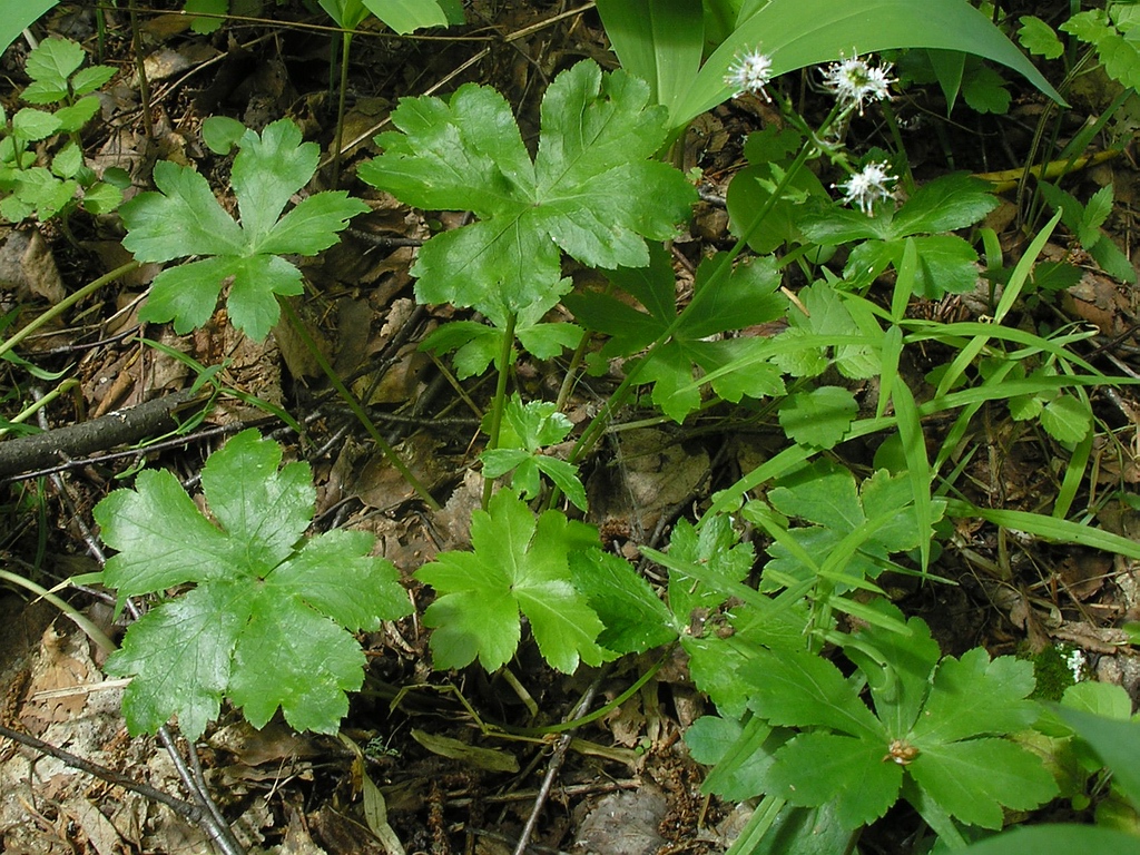 Изображение особи Sanicula europaea.