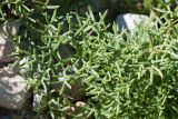 Achillea abrotanoides. Листья. Черногория, нац. парк Ловчен, гора Ловчен, вершина Језерски врх, у лестницы к мавзолею Петра II Петровича Негоша, нарушенная каменистая горная степь. 10.10.2014.