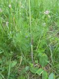 Chaerophyllum millefolium