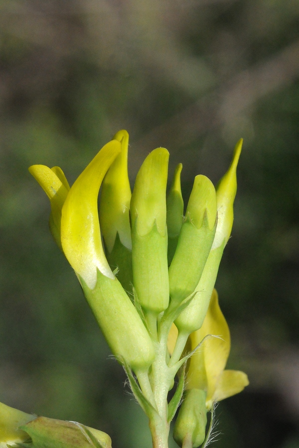 Изображение особи Astragalus chlorodontus.