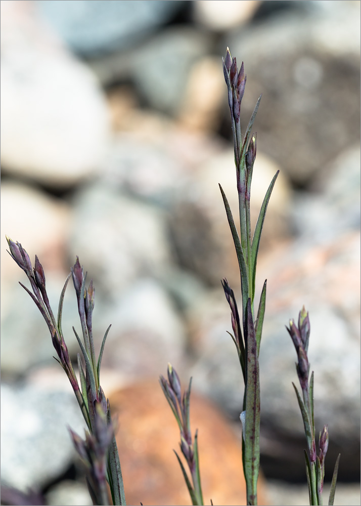 Image of Dianthus superbus specimen.