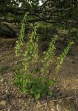 Epipactis helleborine. Цветущее растение. Крым, окр. Феодосии, гора Эчкидаг, каменистая осыпь в дубовом шибляке. 17 июня 2015 г.