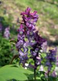 Corydalis cava