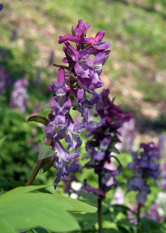 Image of Corydalis cava specimen.