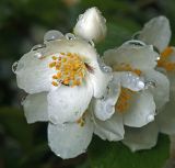 Philadelphus coronarius. Цветок с каплями дождя и мухой. Московская обл., Раменский р-н, окр. дер. Хрипань, садовый участок. 28.06.2015.