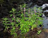 Mentha arvensis