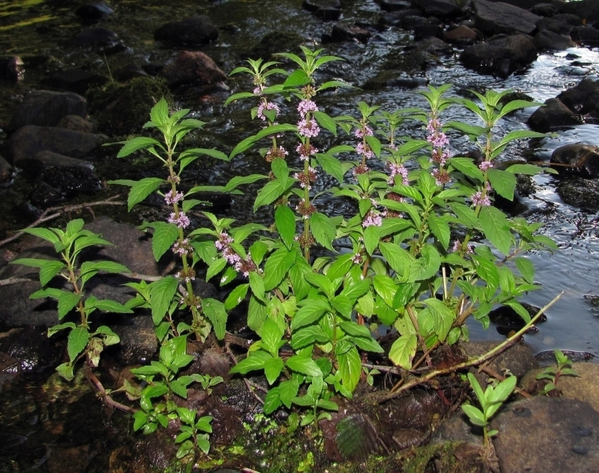 Image of Mentha arvensis specimen.