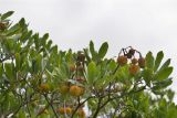 Arbutus unedo. Верхушка плодоносящего растения. Крым, Никитский ботанический сад. 25.09.2012.