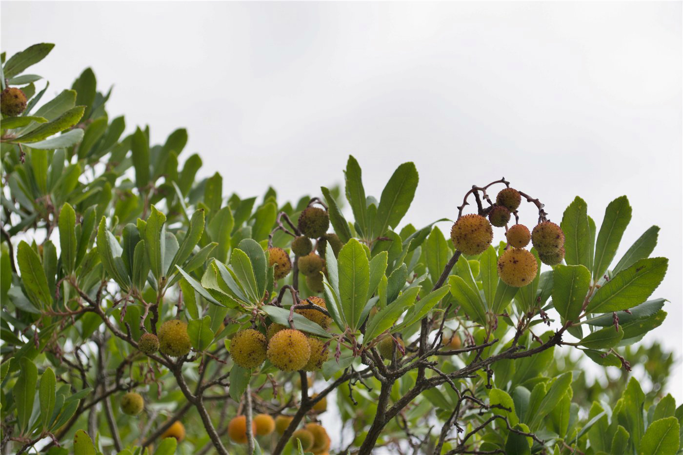 Image of Arbutus unedo specimen.