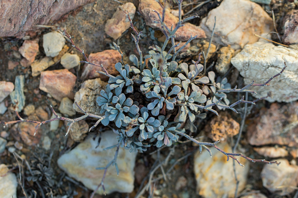 Изображение особи Limonium roridum.