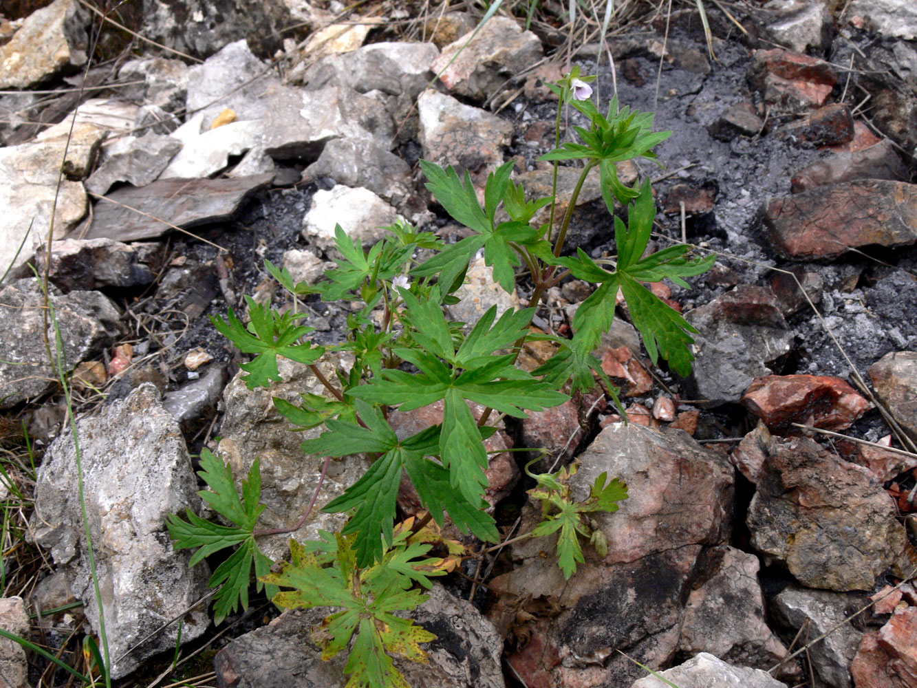 Изображение особи Geranium sibiricum.