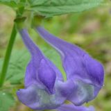 Scutellaria krasevii. Цветки. Приморский край, Уссурийский р-н. 2.07.2008.