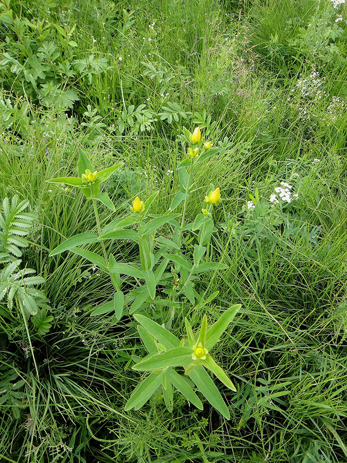 Image of Hypericum ascyron specimen.