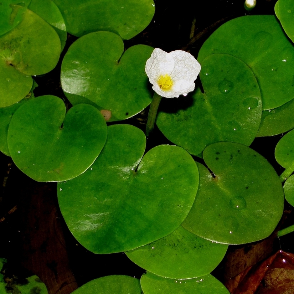 Image of Hydrocharis morsus-ranae specimen.