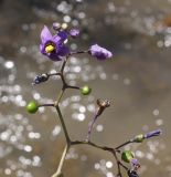 Solanum dulcamara