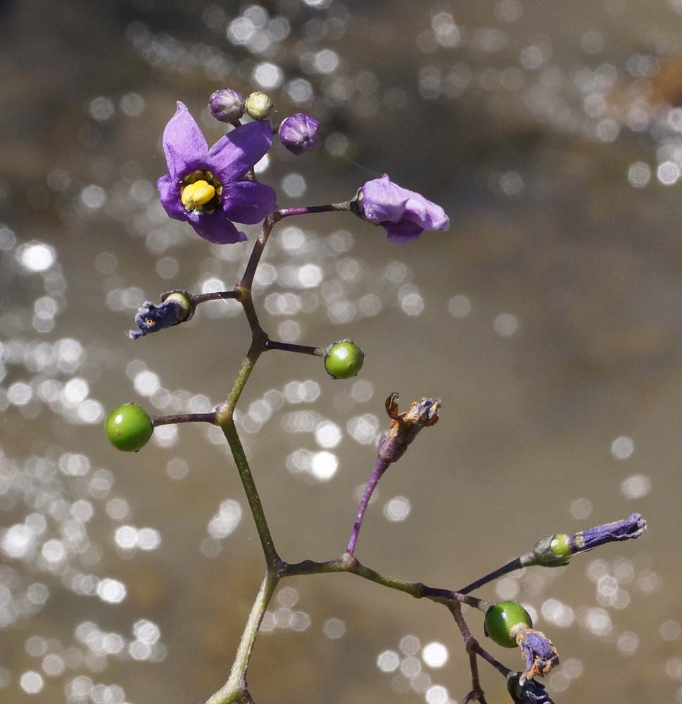 Изображение особи Solanum dulcamara.