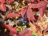 Vaccinium smallii