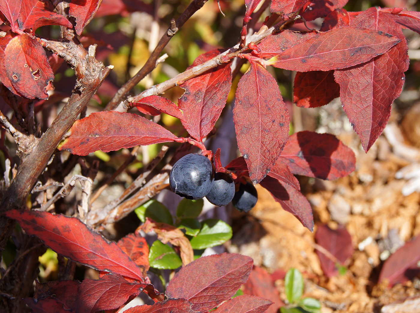 Изображение особи Vaccinium smallii.