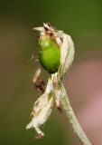 Lychnis coronaria. Незрелый плод (чашечка частично удалена). Восточно-Казахстанская обл., Глубоковский р-н, окр. с. Кожохово, в культуре. 26.07.2015.