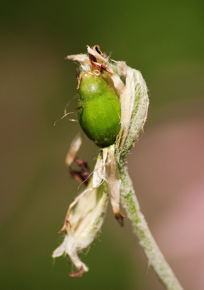 Image of Lychnis coronaria specimen.