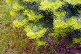 Abies concolor