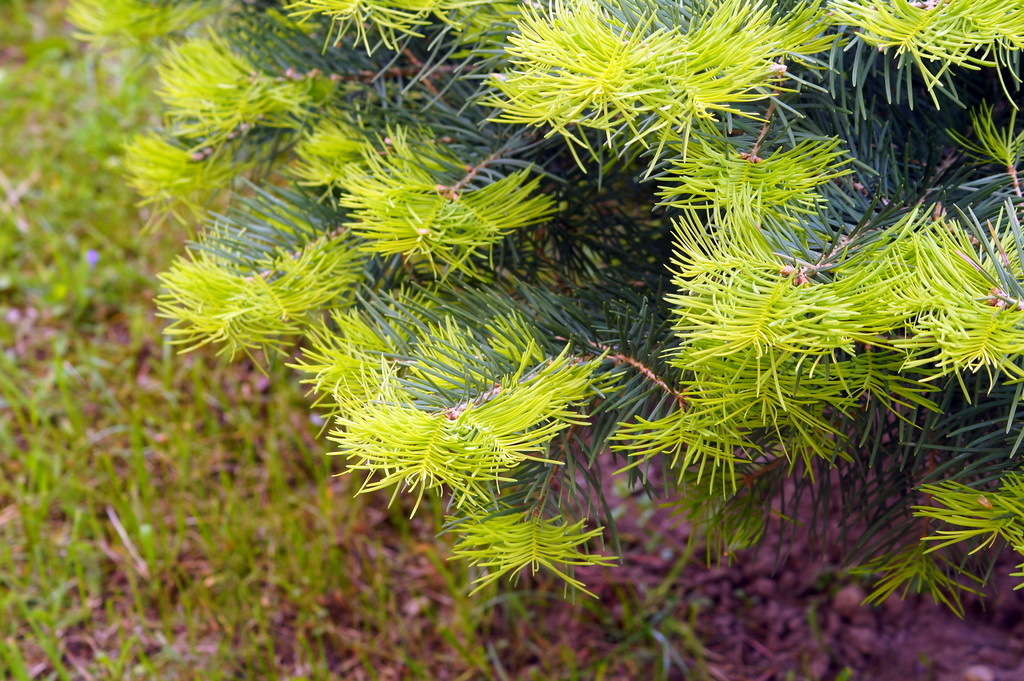 Image of Abies concolor specimen.