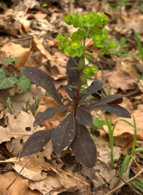 Image of Euphorbia amygdaloides specimen.