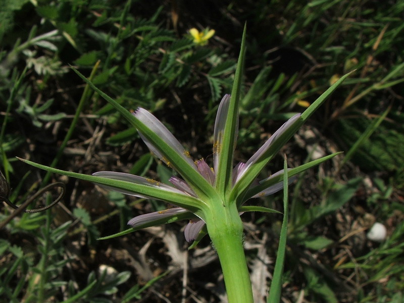 Изображение особи Geropogon hybridus.