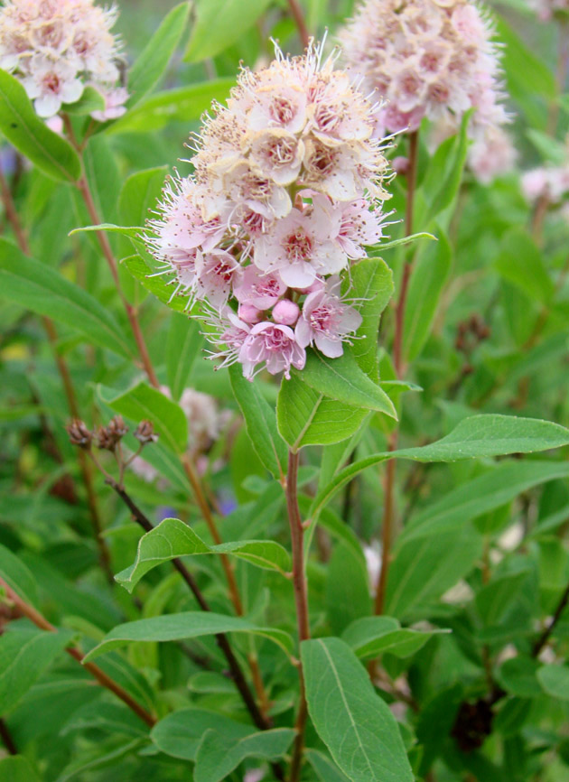 Изображение особи Spiraea humilis.