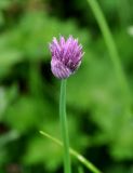 Allium schoenoprasum. Верхушка побега с распускающимся соцветием. Бурятия, Окинский р-н, перевал Чойган-Дабан, ≈ 1900 м н.у.м., заболоченная кустарниковая тундра. 05.07.2015.