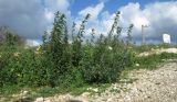 Chenopodium album