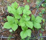 Rubus saxatilis. Листья. Иркутская обл., Ольхонский р-н, побережье оз. Байкал, окр. базы Чара, пойма руч. Хорга. 03.07.2014.