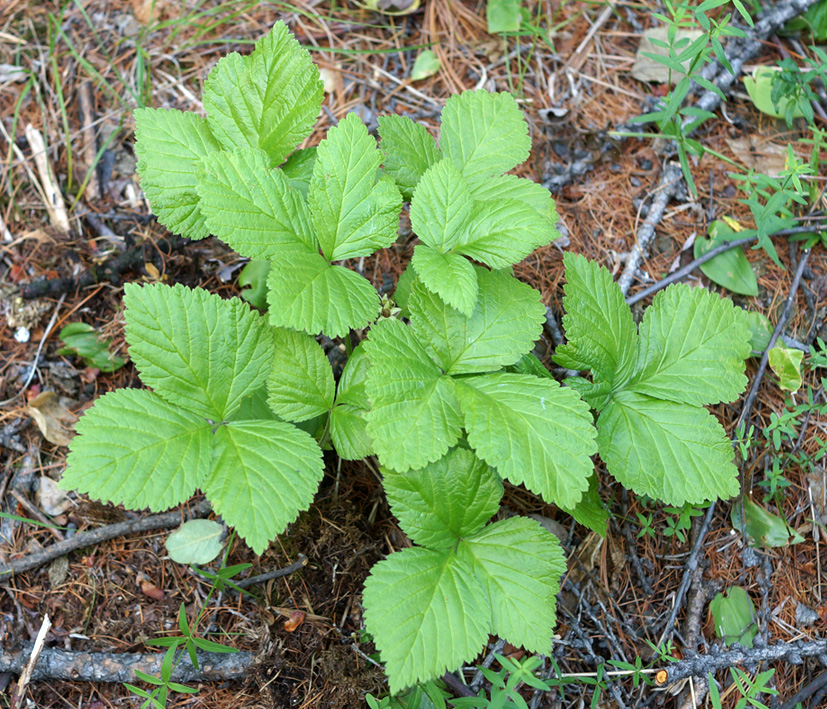 Изображение особи Rubus saxatilis.