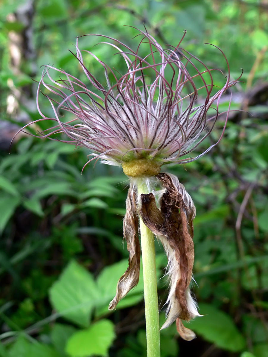 Изображение особи Pulsatilla uralensis.