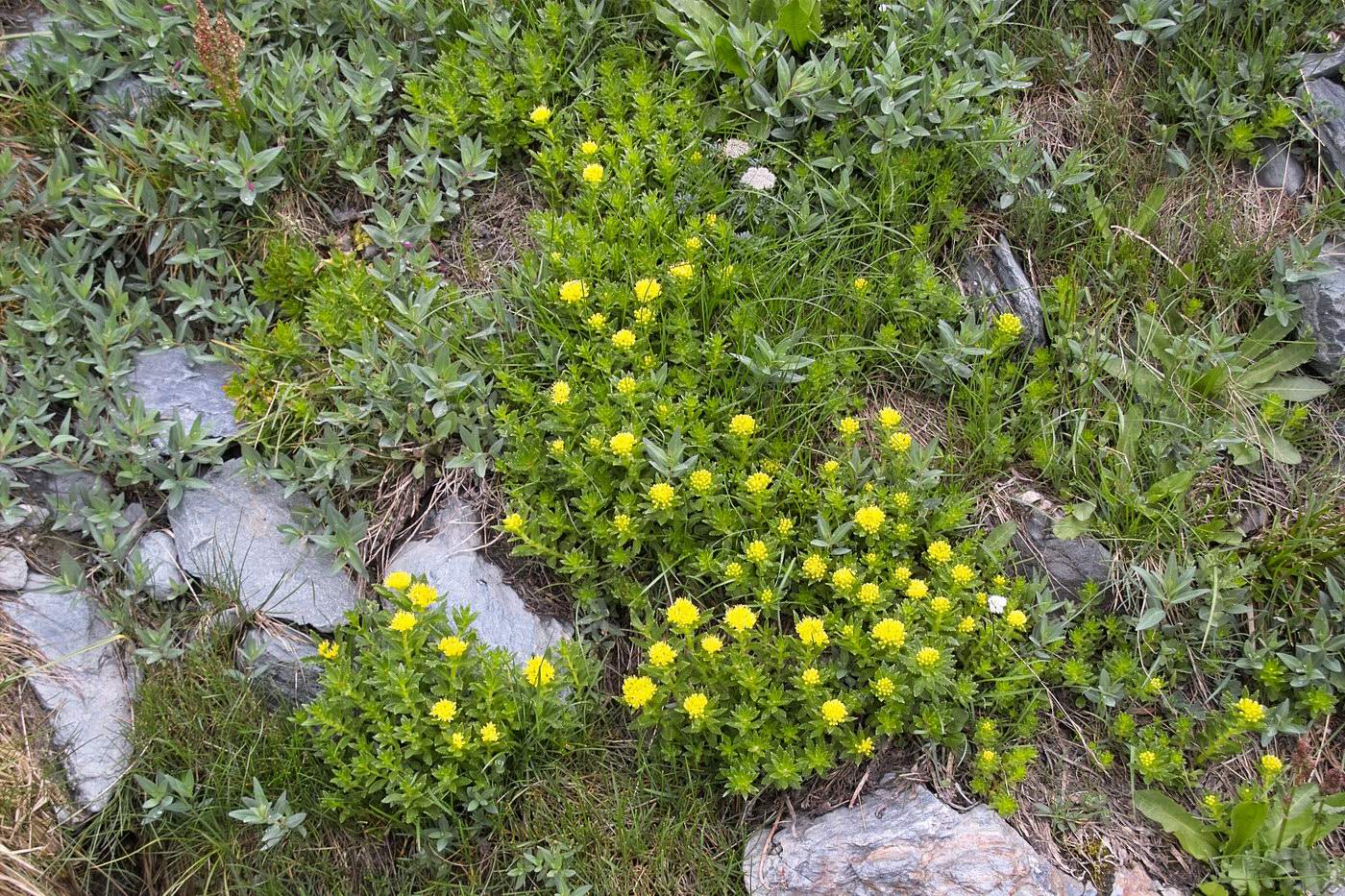Изображение особи Rhodiola krylovii.