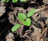 Alliaria petiolata