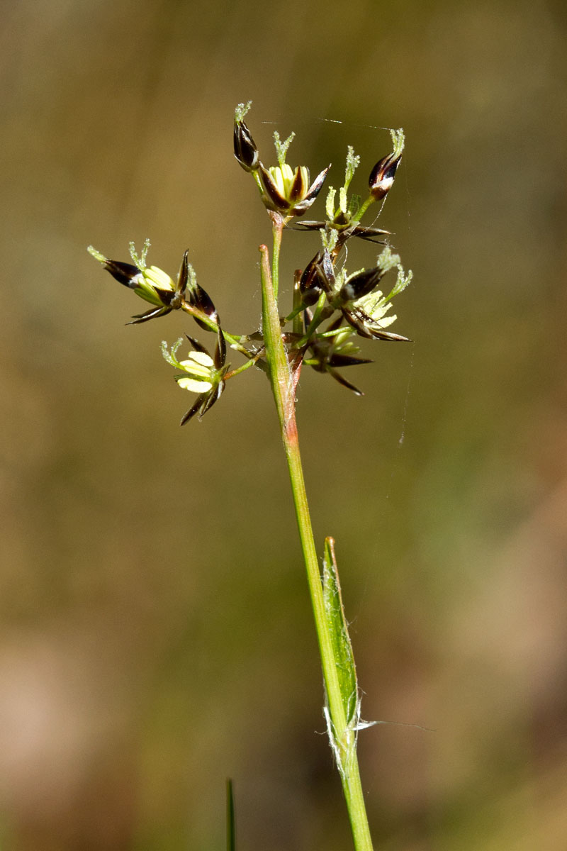 Image of Luzula pilosa specimen.