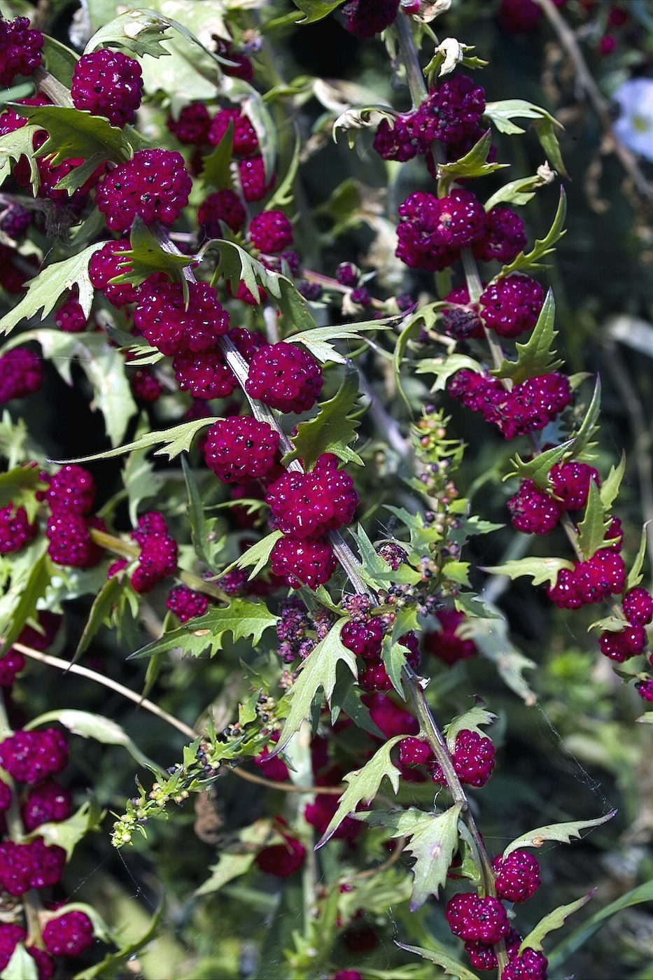 Image of Blitum virgatum specimen.