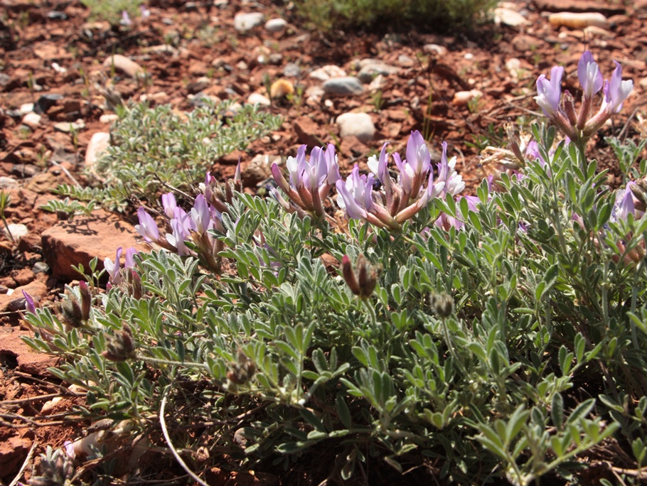 Изображение особи Astragalus subarcuatus.