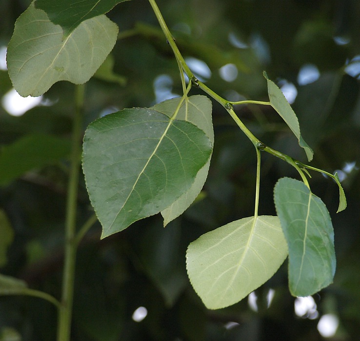 Изображение особи Populus &times; sibirica.