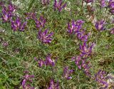 Astragalus circassicus